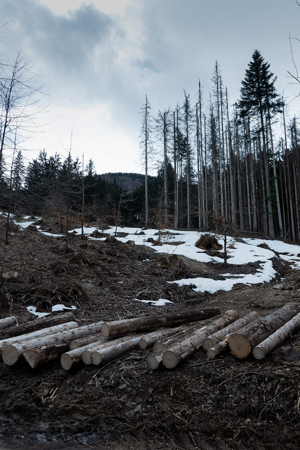 foto di trochi tagliati ed alberi secchi di Tommaso Battisti