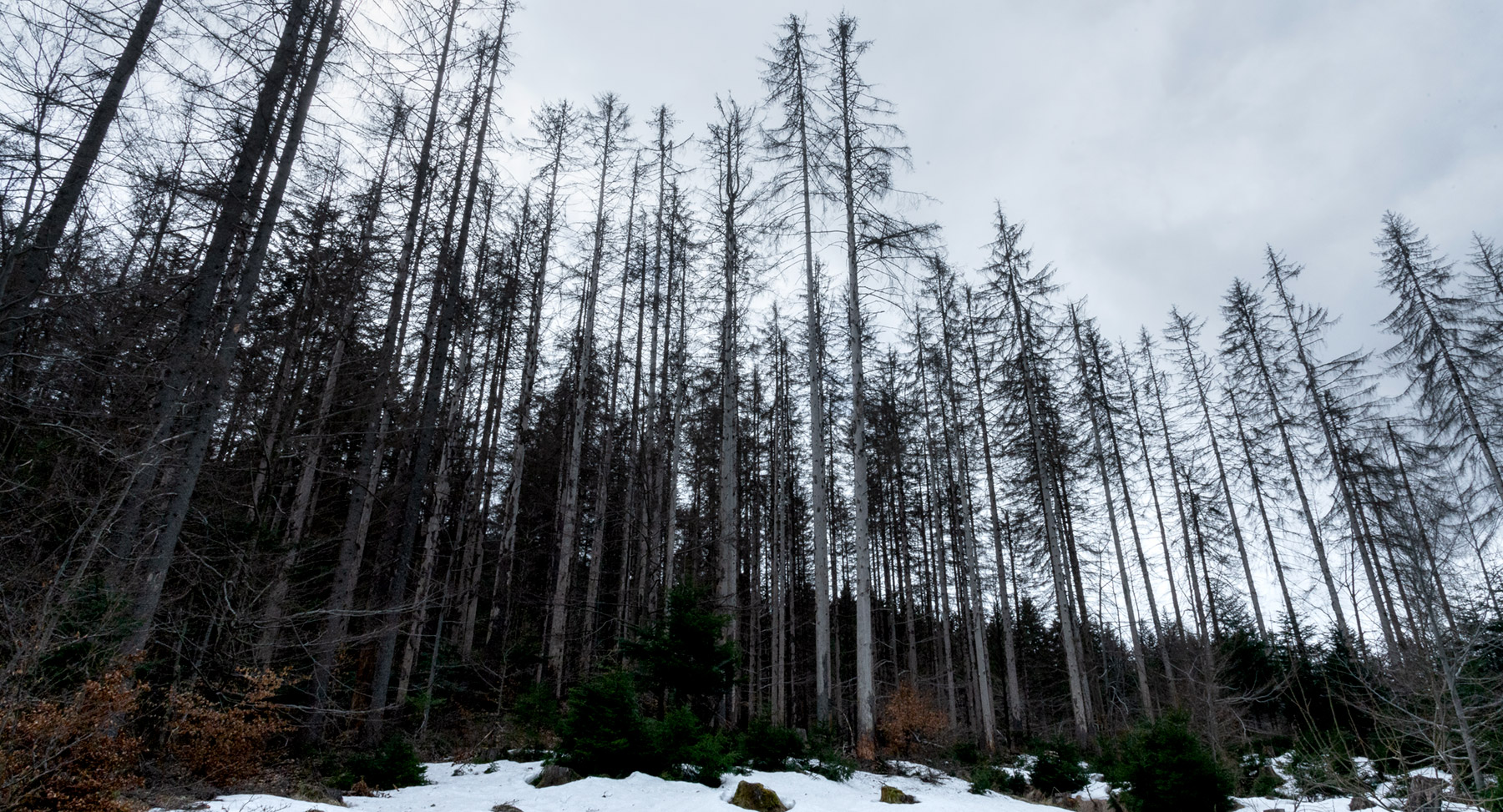 fotografia naturalistica di alberi secchi di Tommaso Battisti