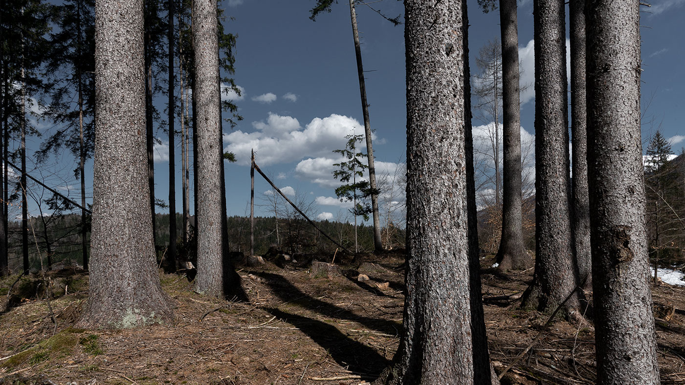 fotografia naturalistica sul disboscamento della foresta di Tarvisio di Tommaso Battisti