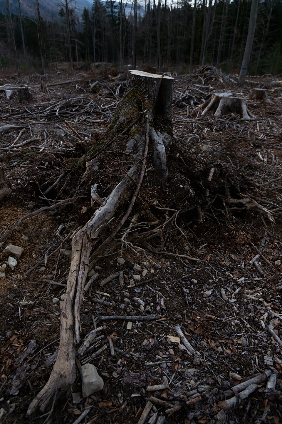 foto di una ceppaia sradicata in una zona disboscata di Tarvisio di Tommaso Battisti