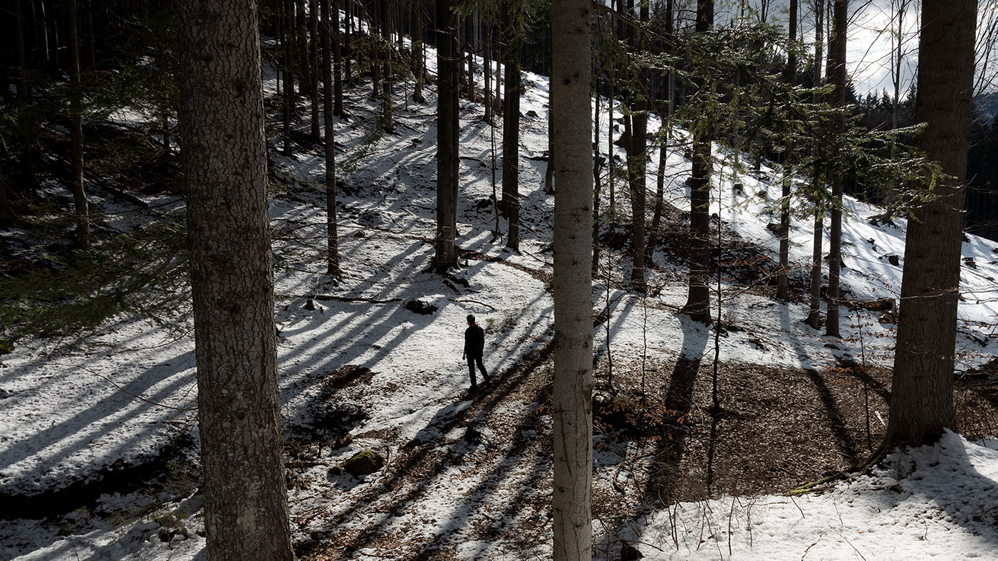 fotografia naturalistica del bosco di giorno di Tommaso Battisti