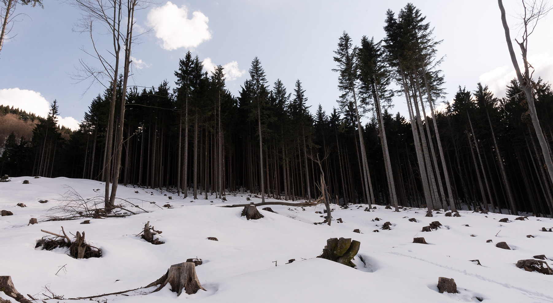 fotografia naturalistica del contrasto tra bosco e alberi tagliati di Tommaso Battisti