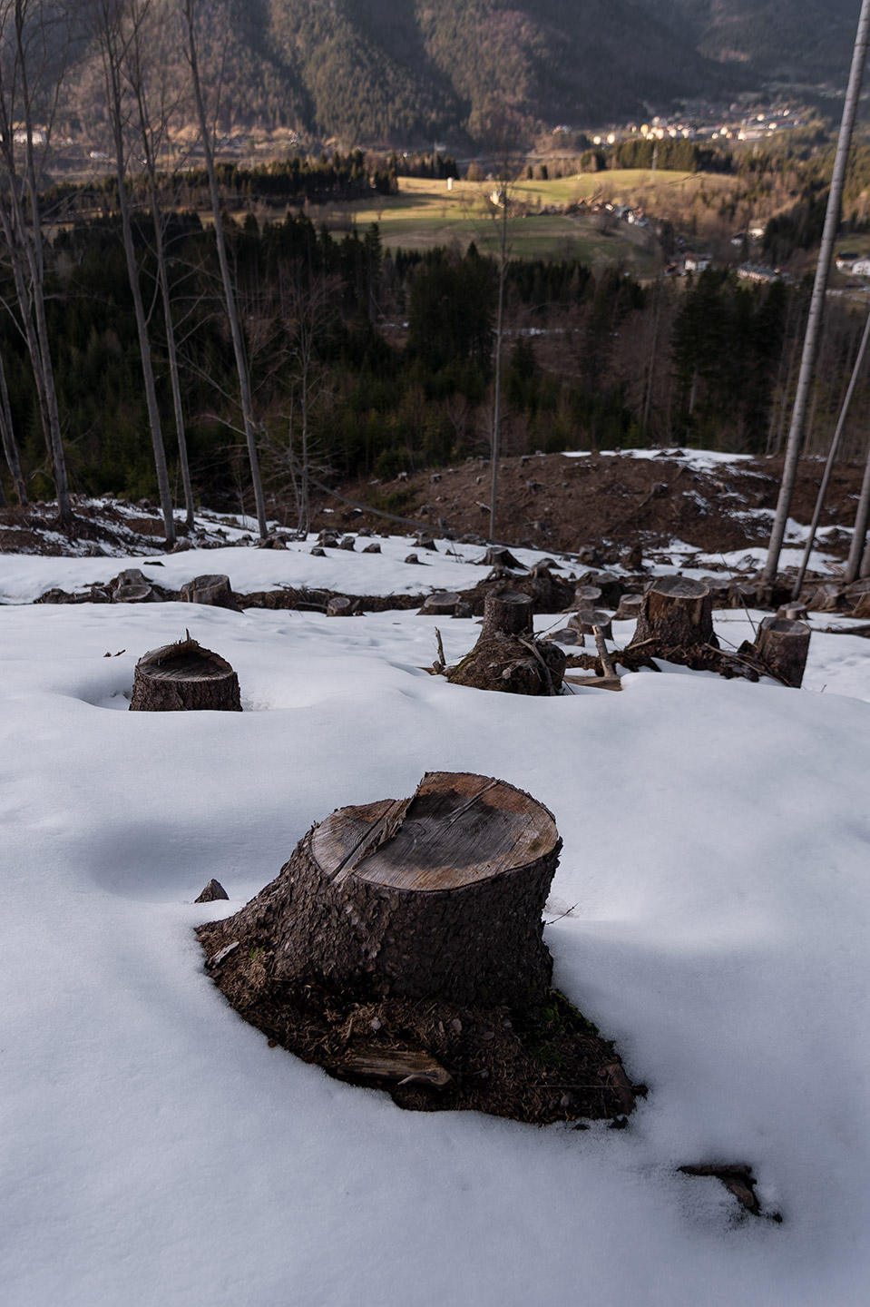 foto naturalistica di un paesaggio di ceppaie sopra Tarvisio di Tommaso Battisti