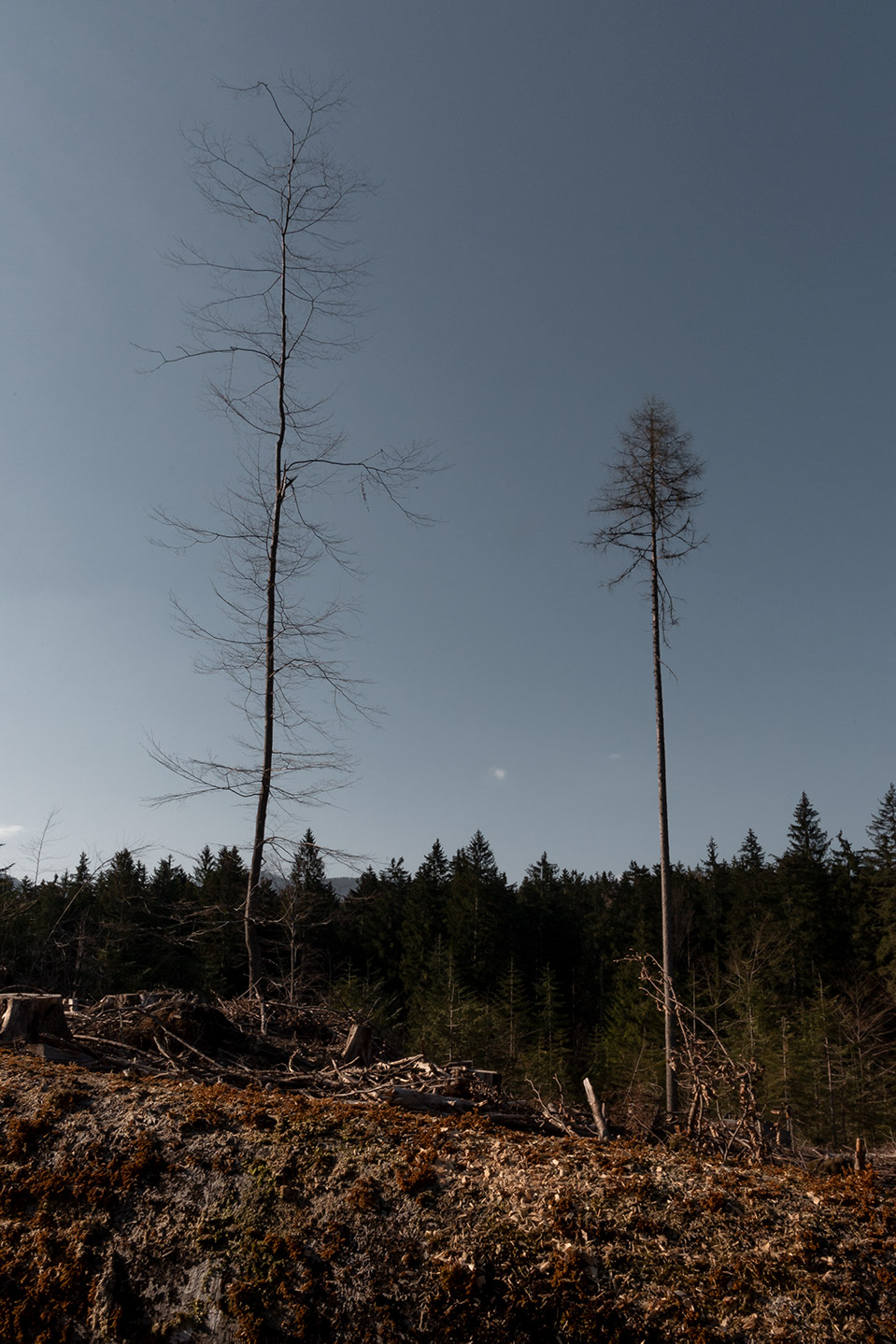 fotografia di alberi secchi di Tommaso Battisti