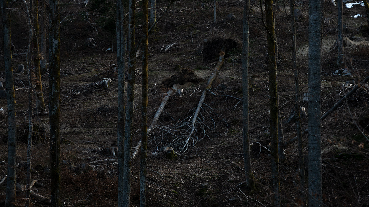 foto naturalistica di faggi sradicati dal vento a Tarvisio di Tommaso Battisti