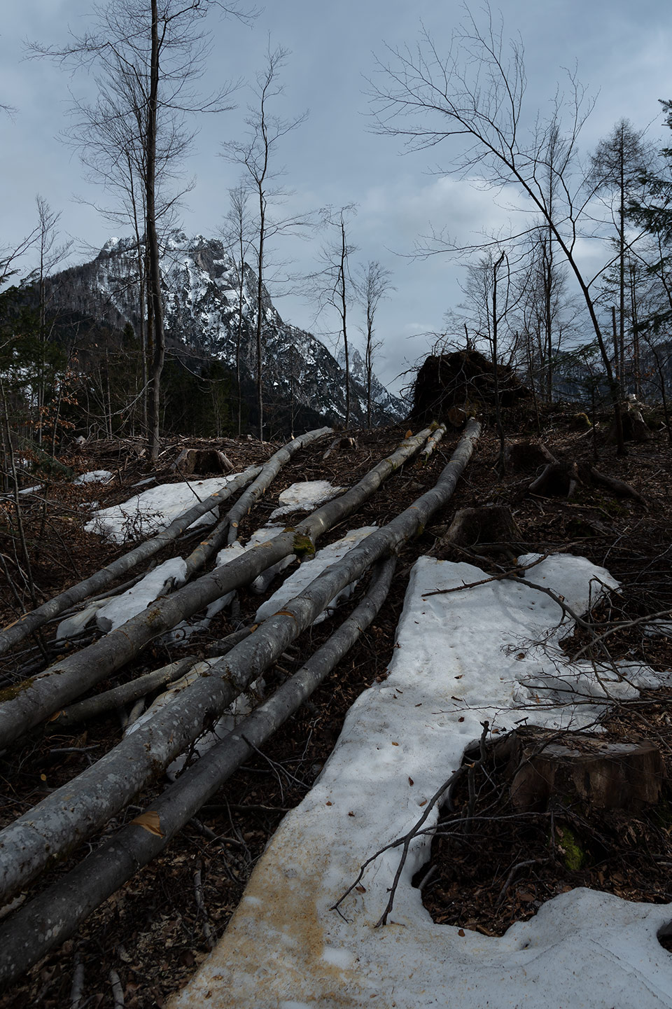 foto di faggi sradicati dal vento e alberi secchi nella foresta di Tarvisio di Tommaso Battisti