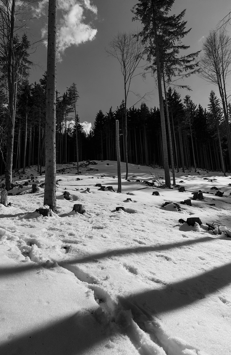 fotografia naturalistica di bosco con pochi alberi di Tommaso Battisti