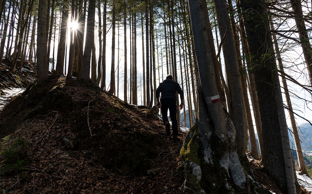 foto naturalistica della foresta di Tarvisio di Tommaso Battisti