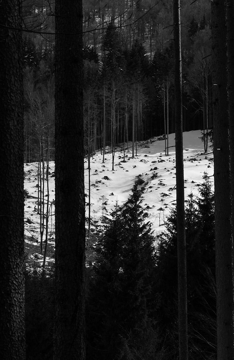 foto di una macchia di foresta di Tarvisio senza alberi di Tommaso Battisti