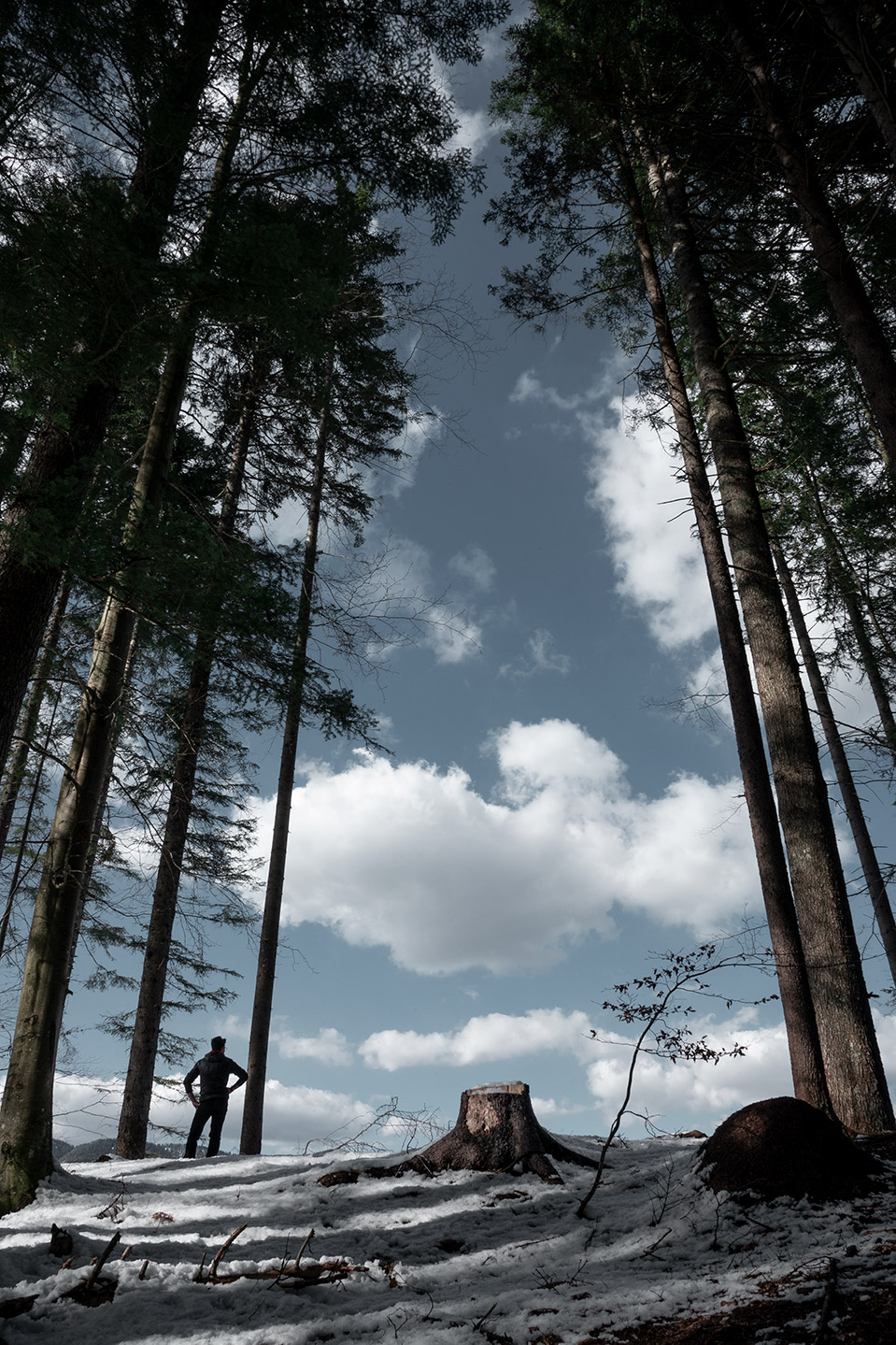 foto naturalistica dello spazio lasciato nel bosco da un albero tagliato di Tommaso Battisti