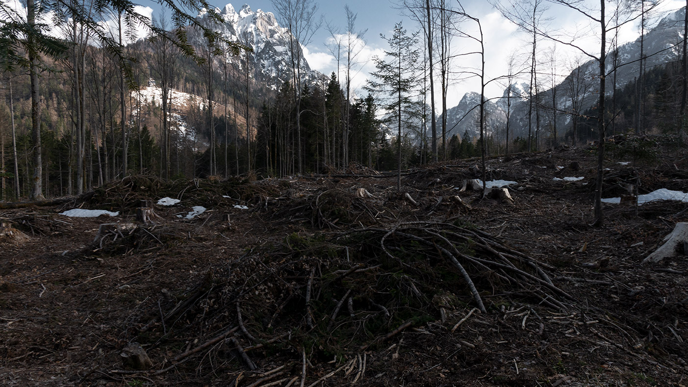 fotografia naturalistica del disboscamento a Tarvisio di Tommaso Battisti