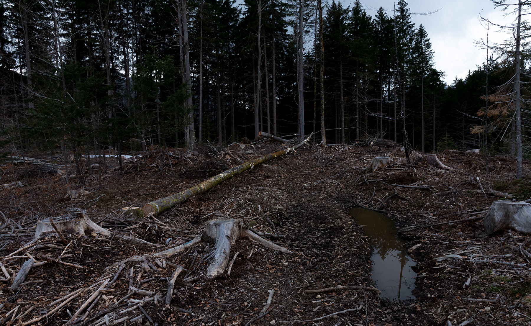 foto naturalistica di un area disboscata a Tarvisio di Tommaso Battisti