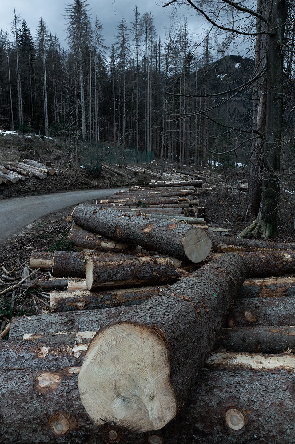 foto di tronchi tagliati di abete rosso lungo la strada di Tommaso Battisti