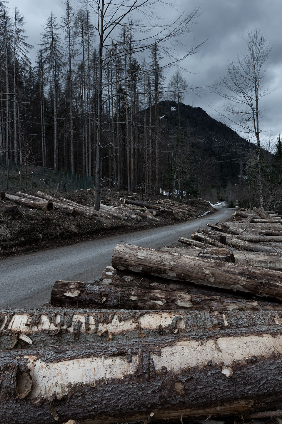 foto di tronchi tagliati di abete rosso lungo la strada di Tommaso Battisti