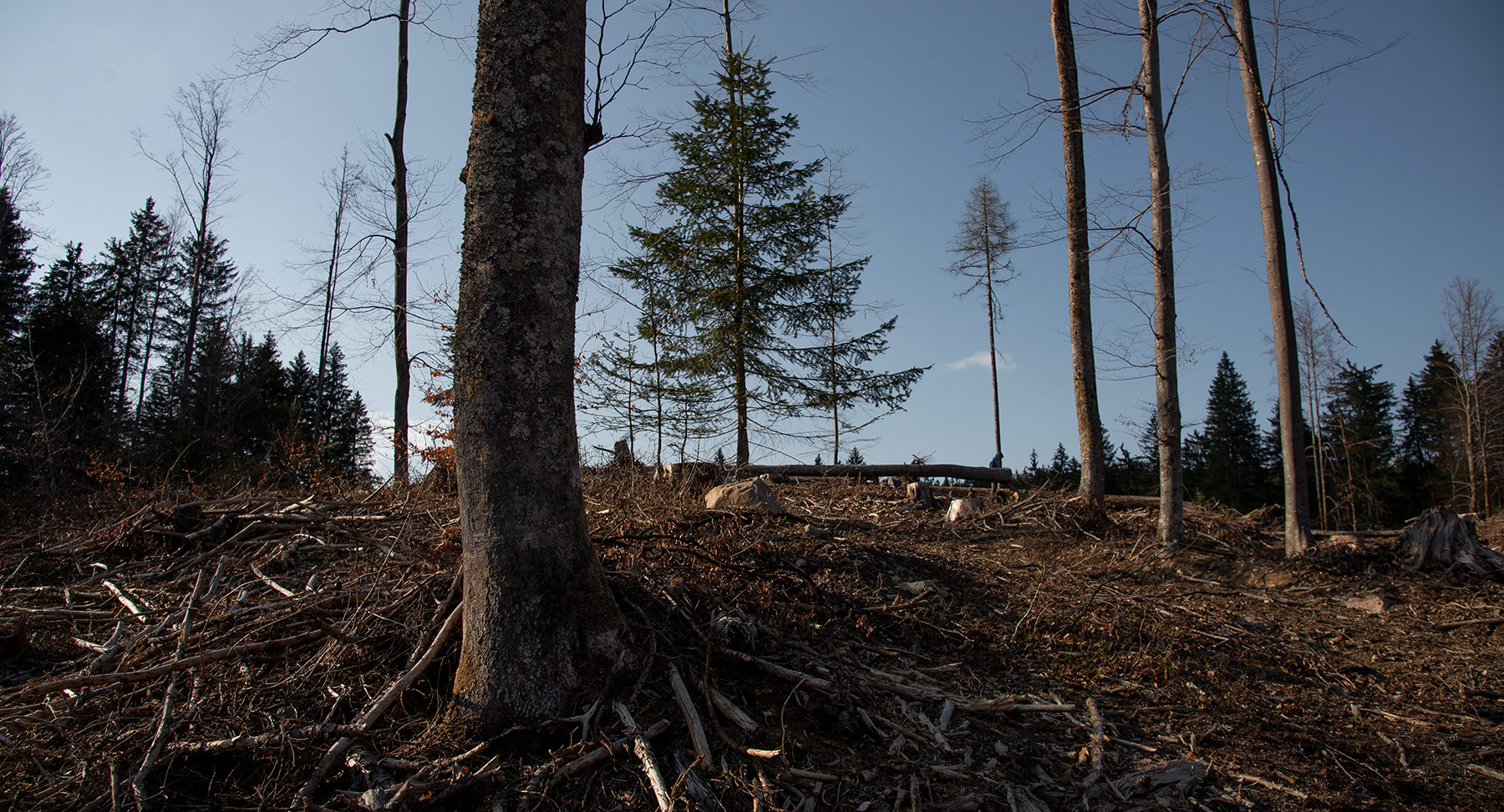 fotografia naturalistica del bosco con pochi alberi di Tommaso Battisti