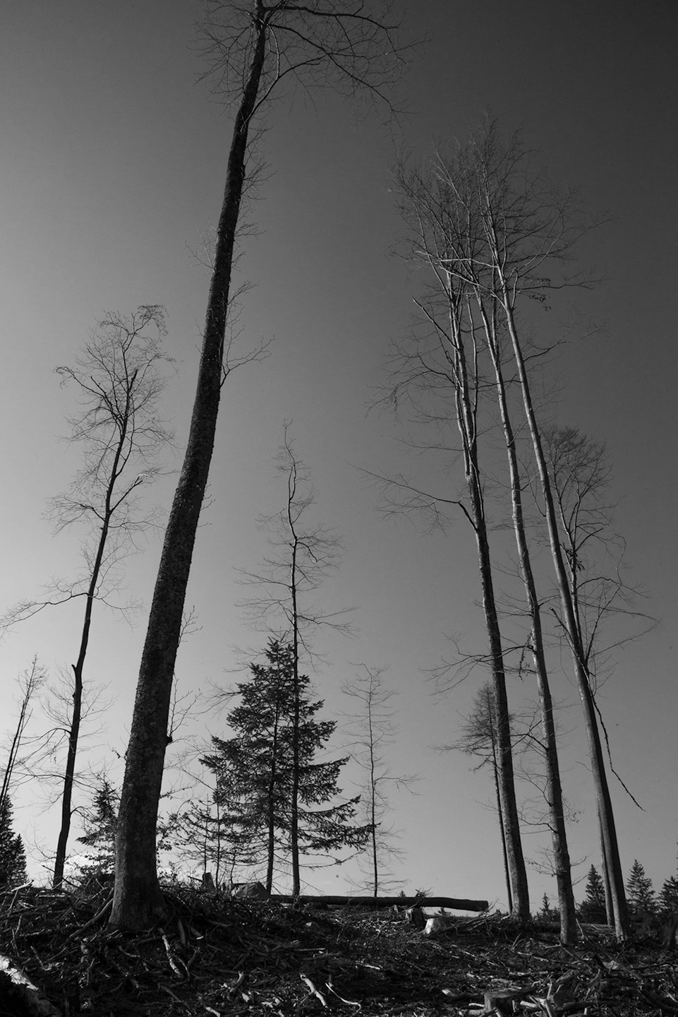 fotografia in bianco e nero di alberi sopravvissuti di Tommaso Battisti