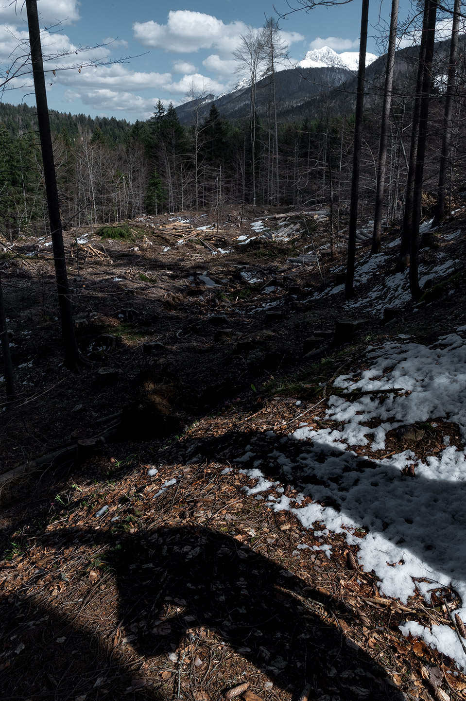 foto dei residui di alberi tagliati in un'area disboscata di Tommaso Battisti