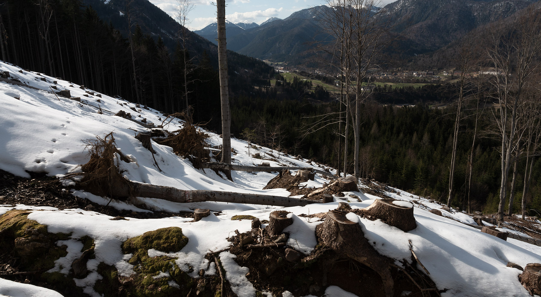 foto naturalistica del disboscamento a Tarvisio e faggi sradicati di Tommaso Battisti